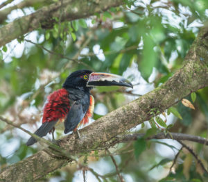Collared Aracari (Pteroglossus torquatus), Costa Rica, Central America Collared Aracari (Pteroglossus torquatus), Costa Rica, Central America